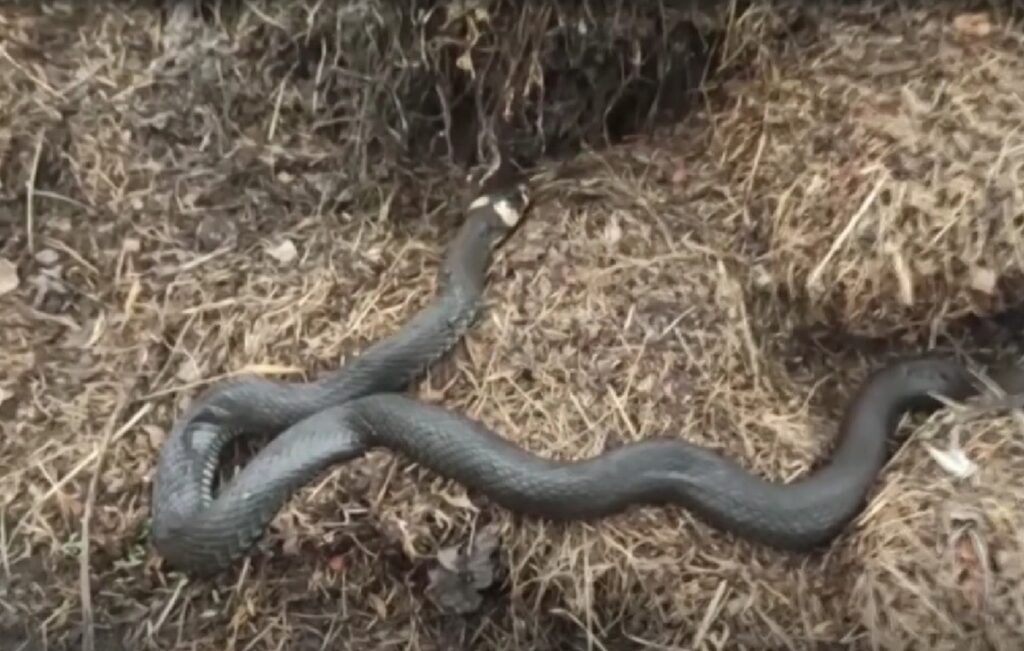 В Беларусь может «приползти» новый вид змей: климат меняет фауну страны