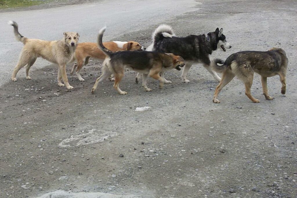 В Гомеле бездомные собаки напали еще на одного ребенка