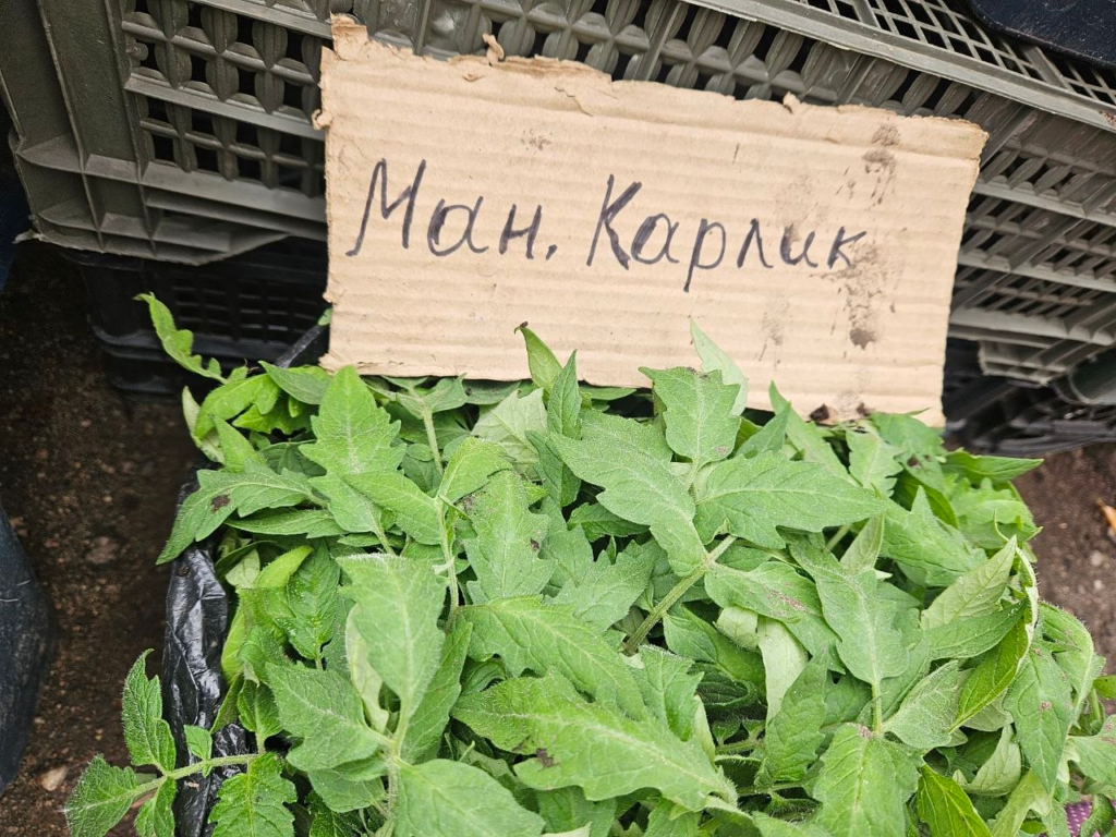 На рынке в Молодечно продают редкие томаты: сколько стоит рассада