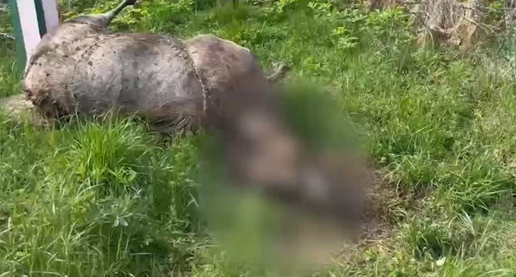 На границе с Литвой от колючей проволоки погиб лось