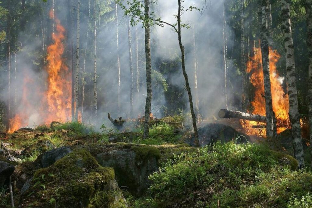 Полыхает в 30 метрах от границы: Минлесхоз сообщил об угрозе трансграничного пожара