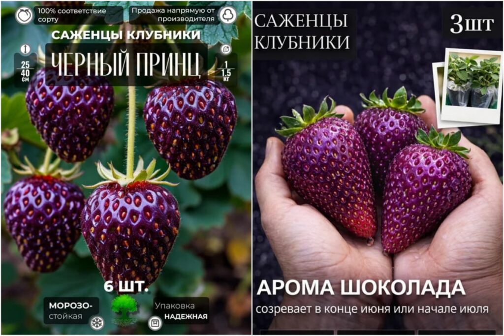 Дачникам продают семена, которых нет в природе – почему не стоит верить ярким картинкам
