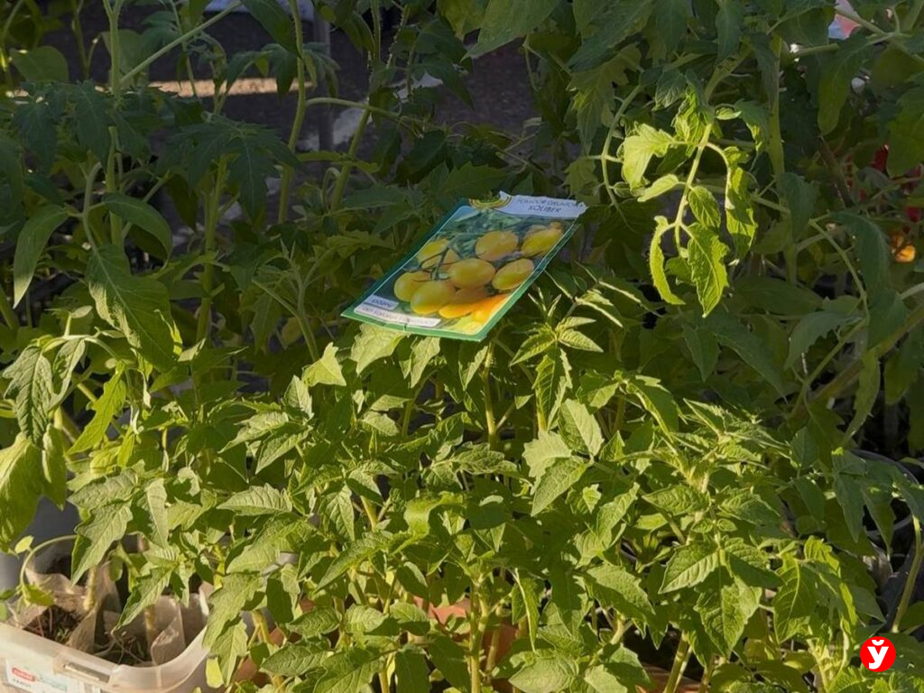 Рынок в Столбцах