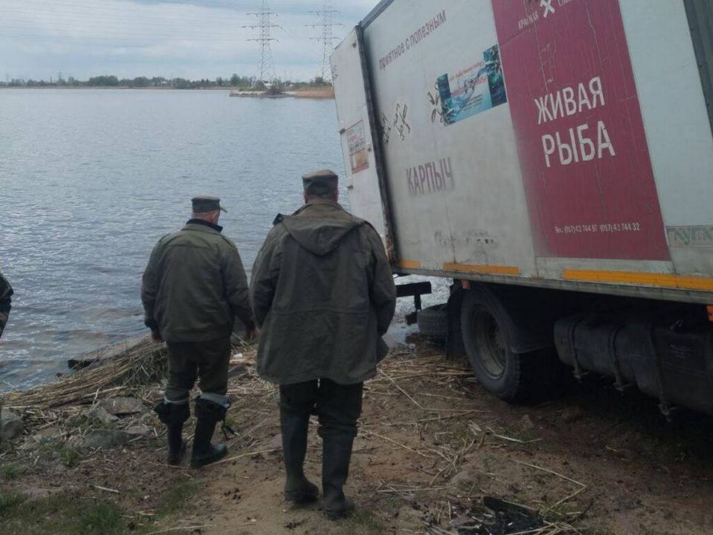В Солигорском водохранилище поселились 9 тысяч особей белого амура и 460 сомов