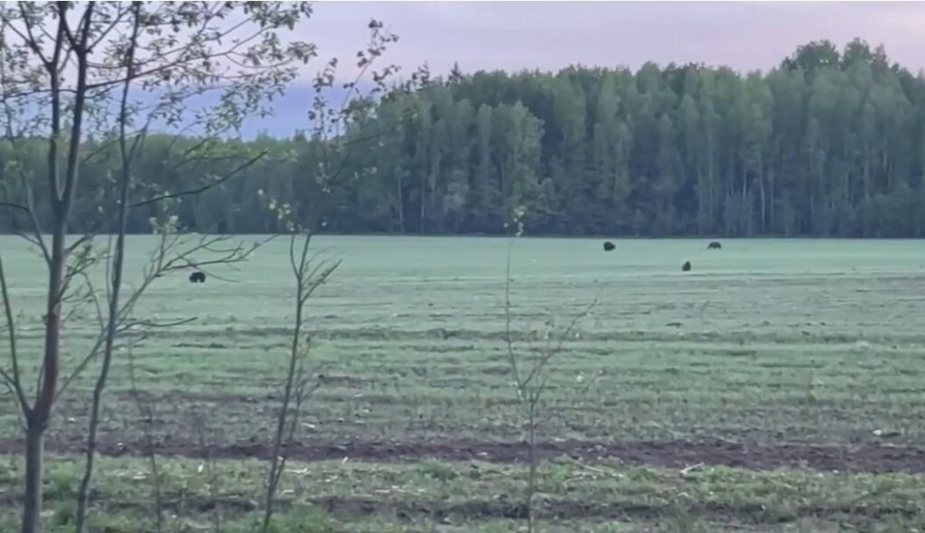 Видео с медведями в Борисовском районе удивило всех