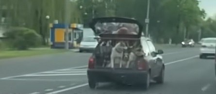 В Гродно собака выпала из открытого багажника на ходу – милиция начала проверку хозяина