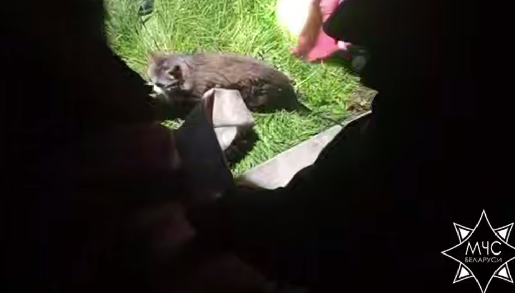 Спасатели достали котенка из колодца в деревне Минского района