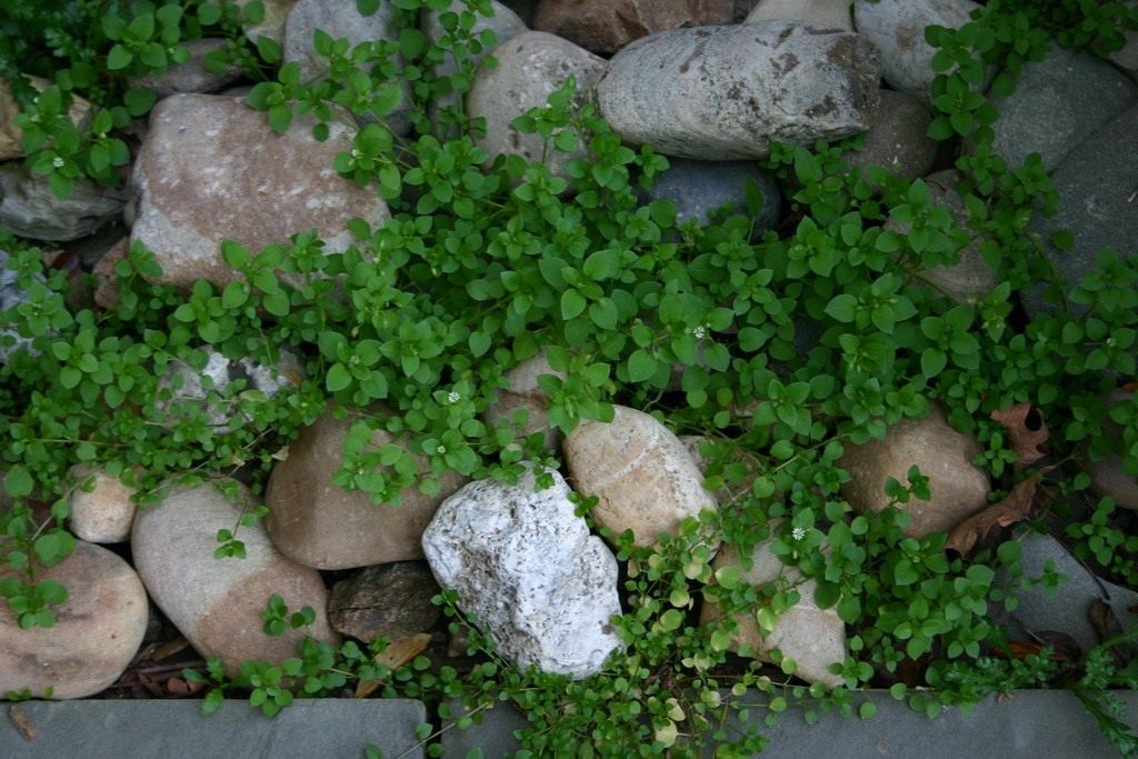 Соль и кипяток не помогут: как на самом деле победить мокрицу на участке