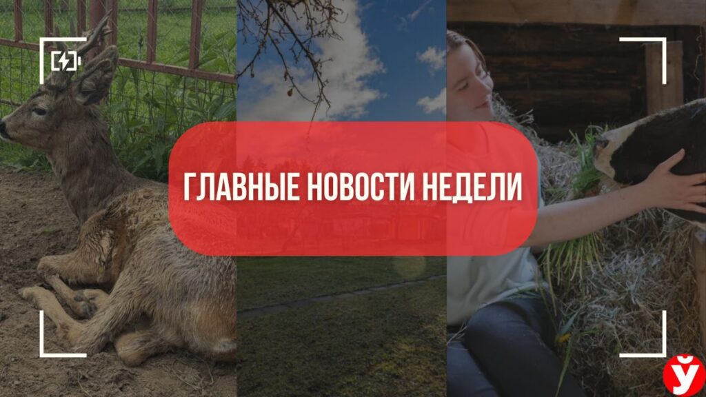 Топ-5 новостей Минщины: дача у Минского моря, девушка с коровой и проверка «Дукорскага маёнтка»