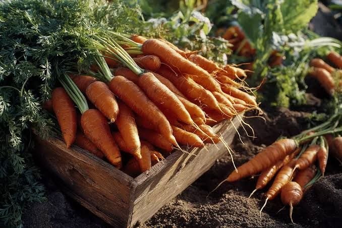 Сахар в корнеплодах: как вырастить по-настоящему вкусную морковь и свеклу