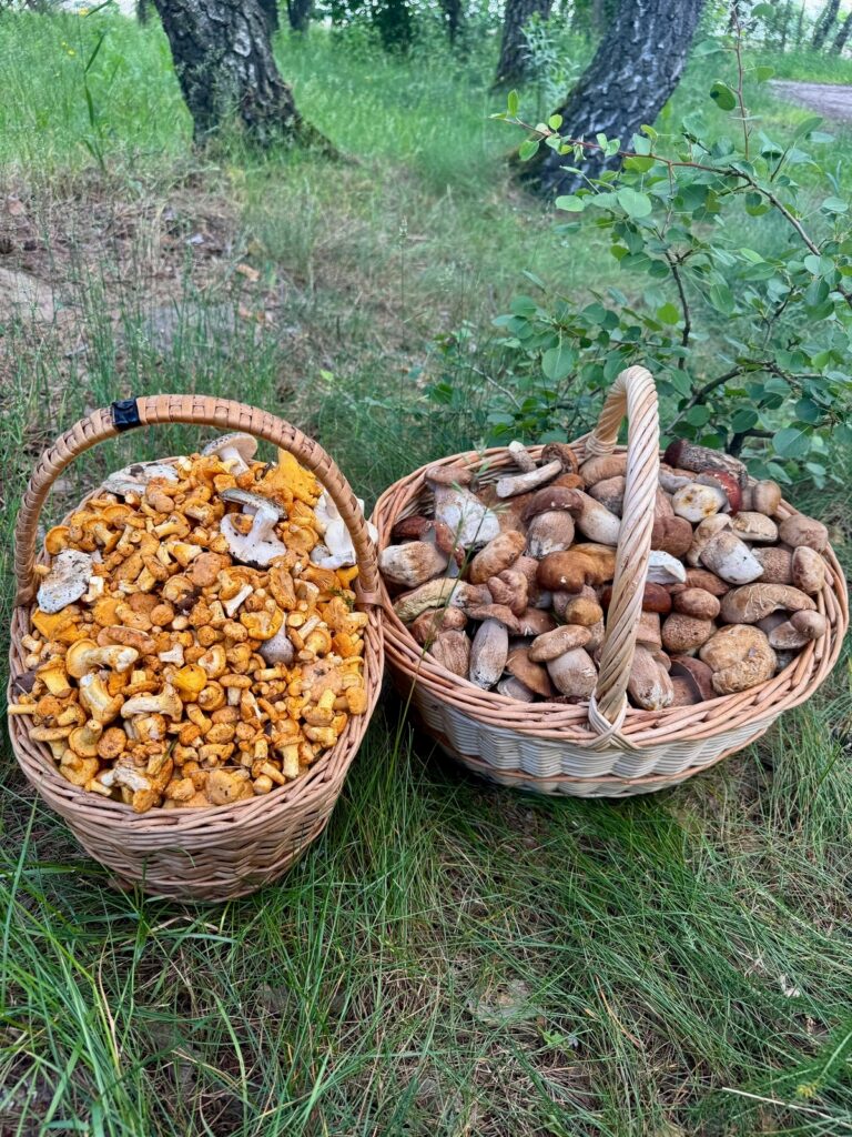грибы