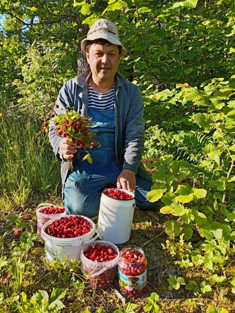 земляника