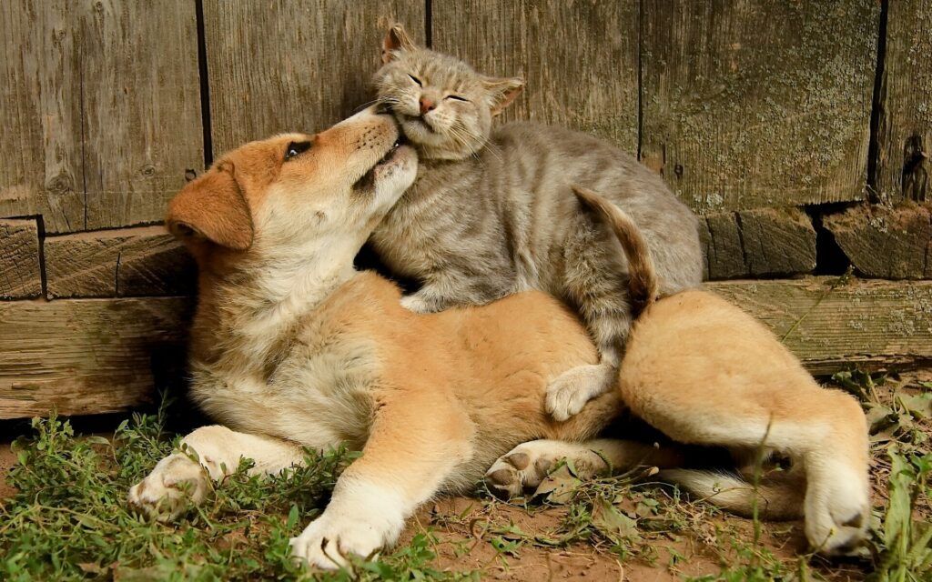 друзья кошка и собака