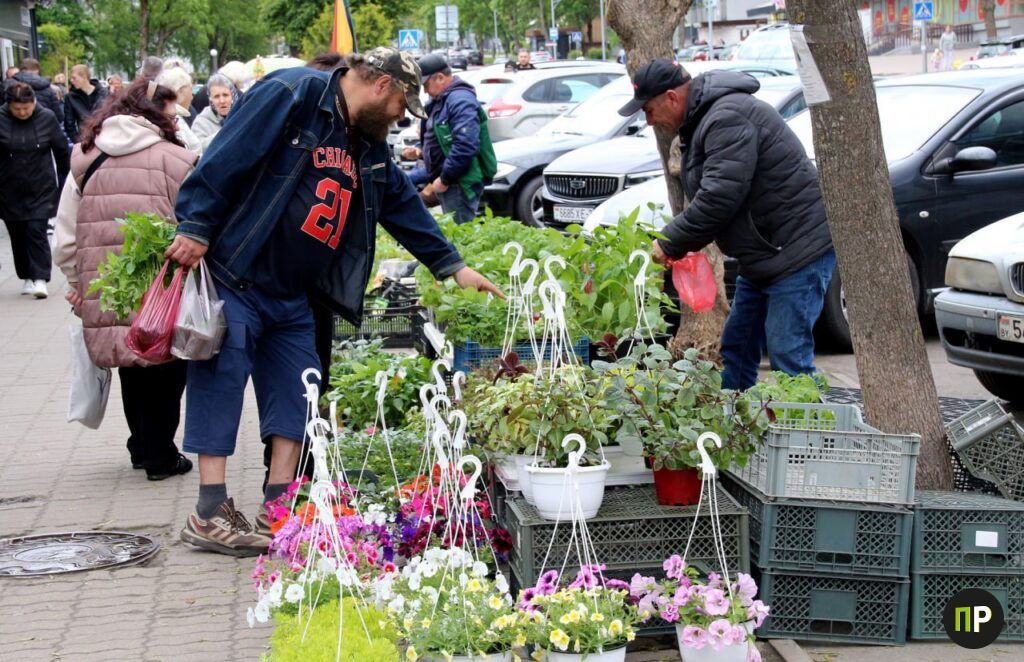 Цены на рассаду в Заславле упали из-за холодов: перцы – от 2 рублей, томаты – от рубля