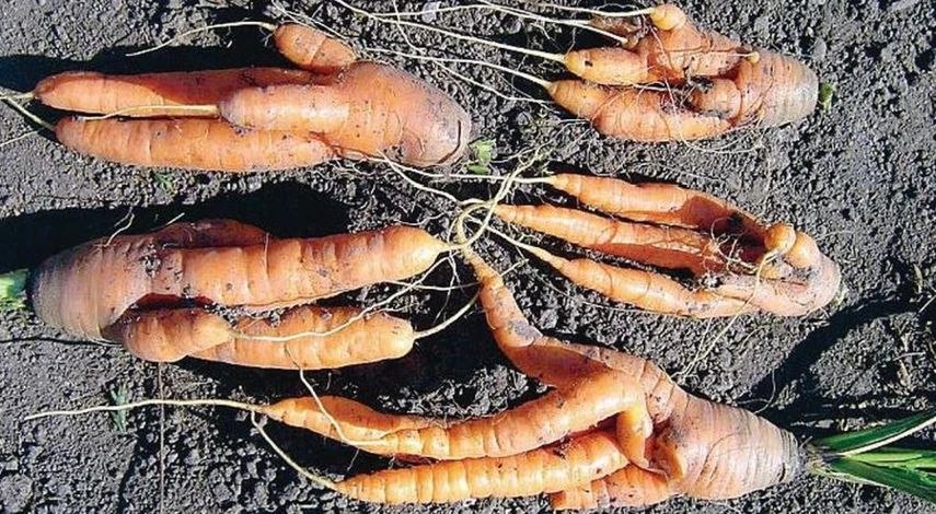 Почему морковь вырастает уродливой: взгляд в корень проблемы