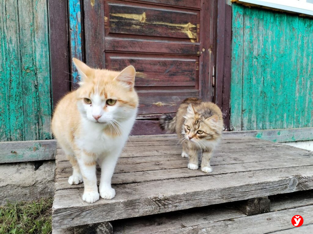 коты