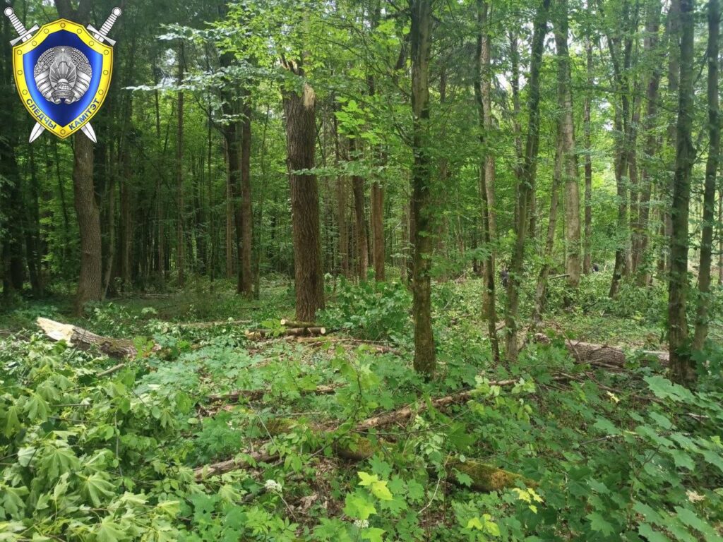 В Чечерском районе во время валки леса погиб рабочий