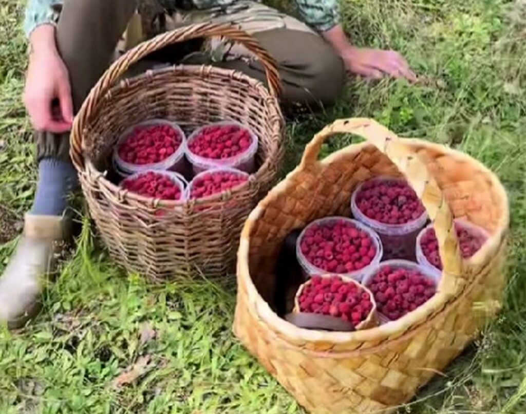 Белорусы массово ринулись за малиной: из леса выносят по девять вёдер за раз