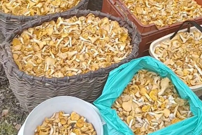 Белорусы за день собрали 72 кг лисичек и выручили 840 рублей – в каком районе грибной бум