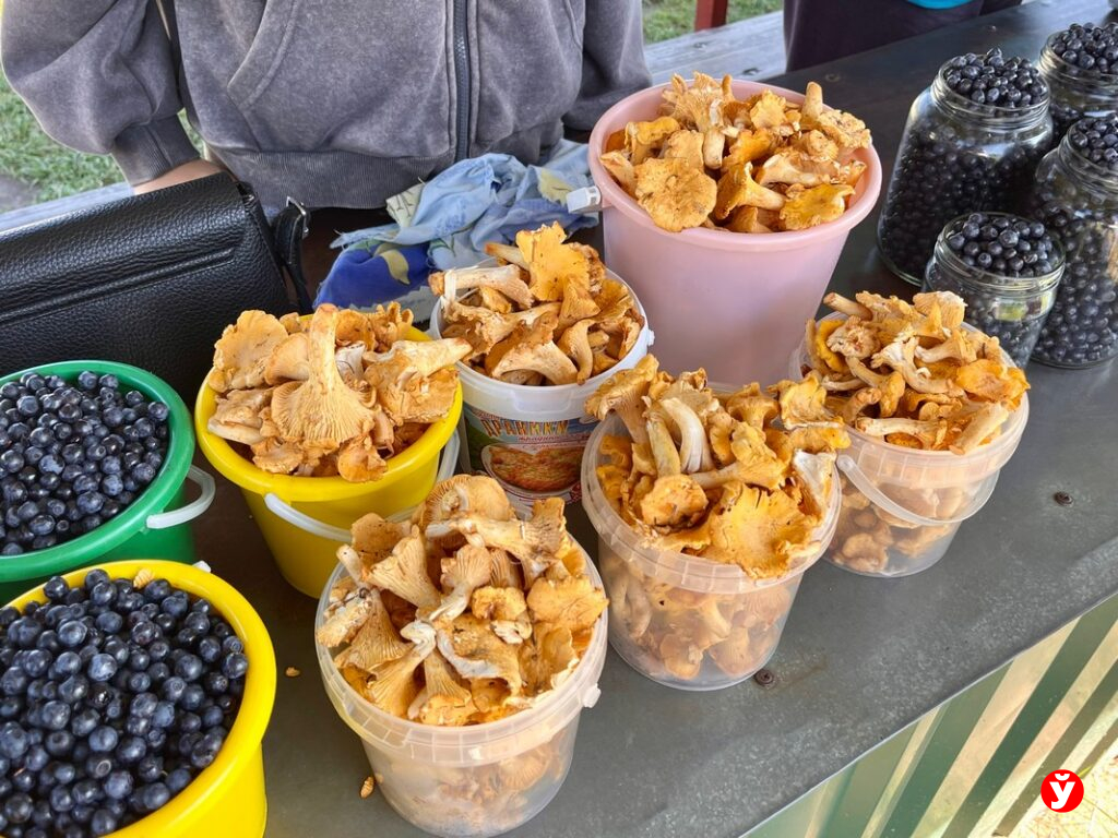 Грибы могут убить. Почему опасно покупать лесной урожай с рук