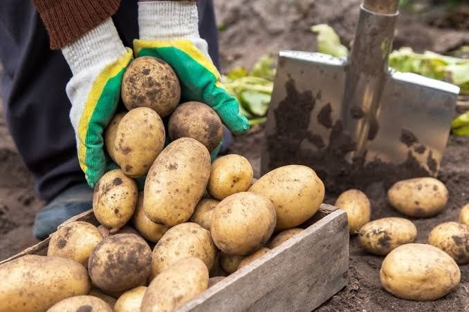 Какие сидераты посадить после картофеля для восстановления почвы