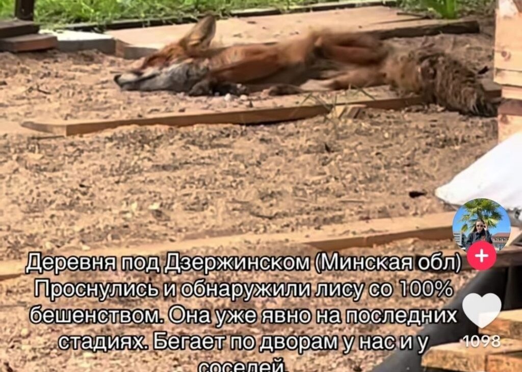 Лиса с признаками бешенства напугала жителей деревни в Дзержинском районе