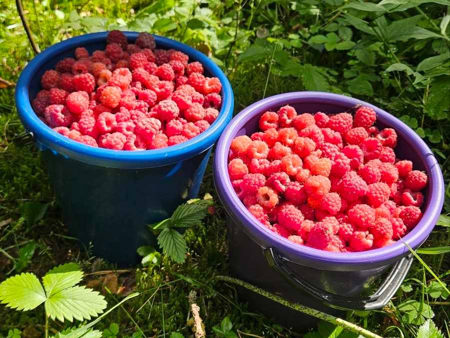 Жительница Лесковки возвращается из леса с полными корзинами ягод и грибов