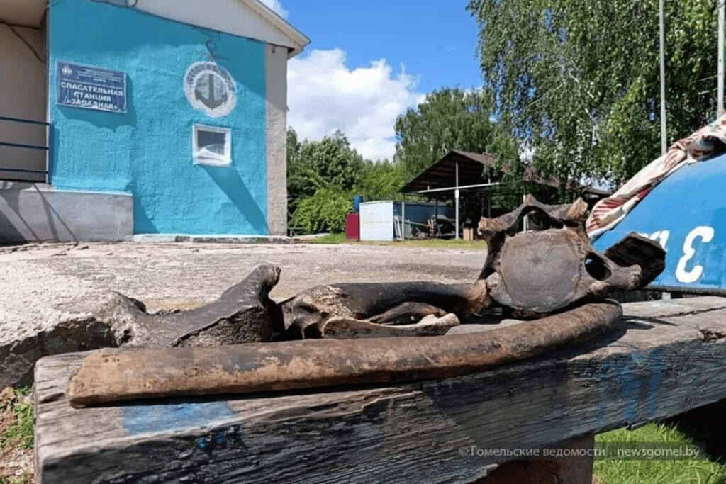 В Гомеле со дна реки подняли кости мамонта и бизона