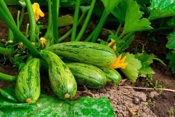 Как продлить плодоношение кабачков почти на два месяца: советы для богатого урожая
