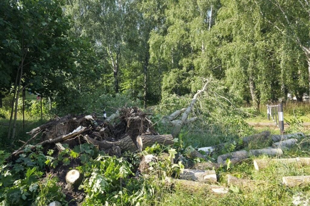 Сильный ветер повалил деревья в Солигорске и Старобине
