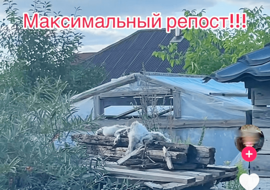 Видео с трупами птиц из деревни под Смолевичами дошло до властей
