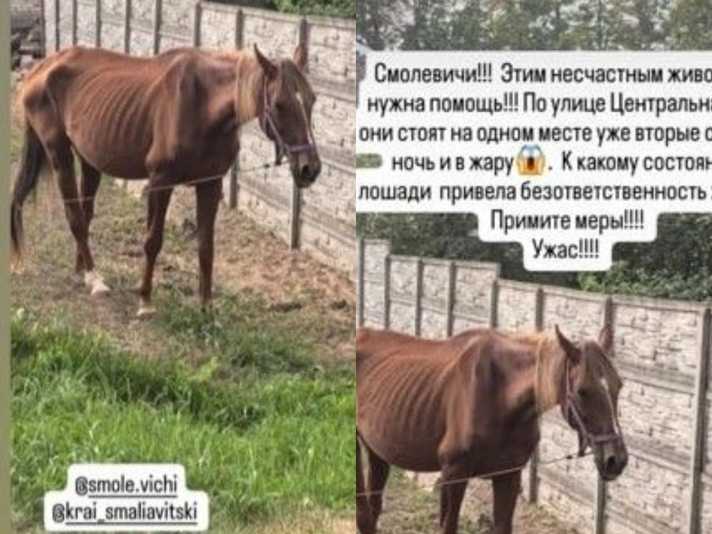 Жители Смолевичей требуют спасти животных, привязанных на солнцепеке