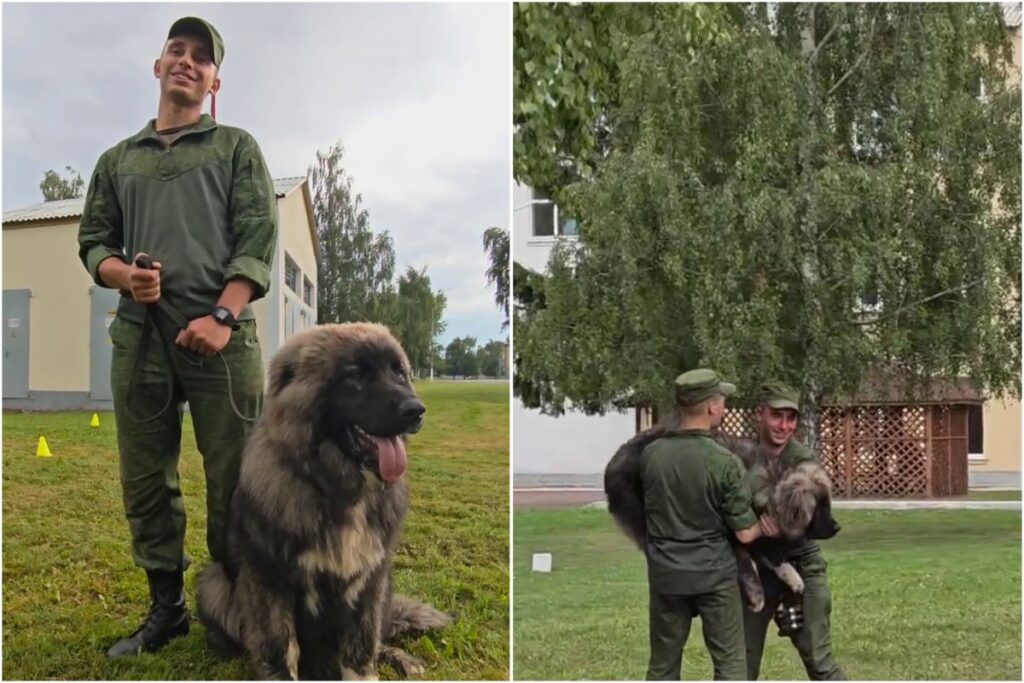 50 кг в семь месяцев – в Слуцке щенок кавказской овчарки стал звездой соцсетей