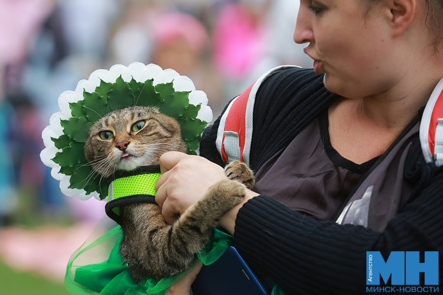 Несколько животных из приютов обрели хозяев на фестивале Pets Fest в Минске
