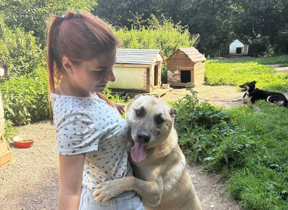 Три истории собак из Гродно, которые тоскуют на цепи