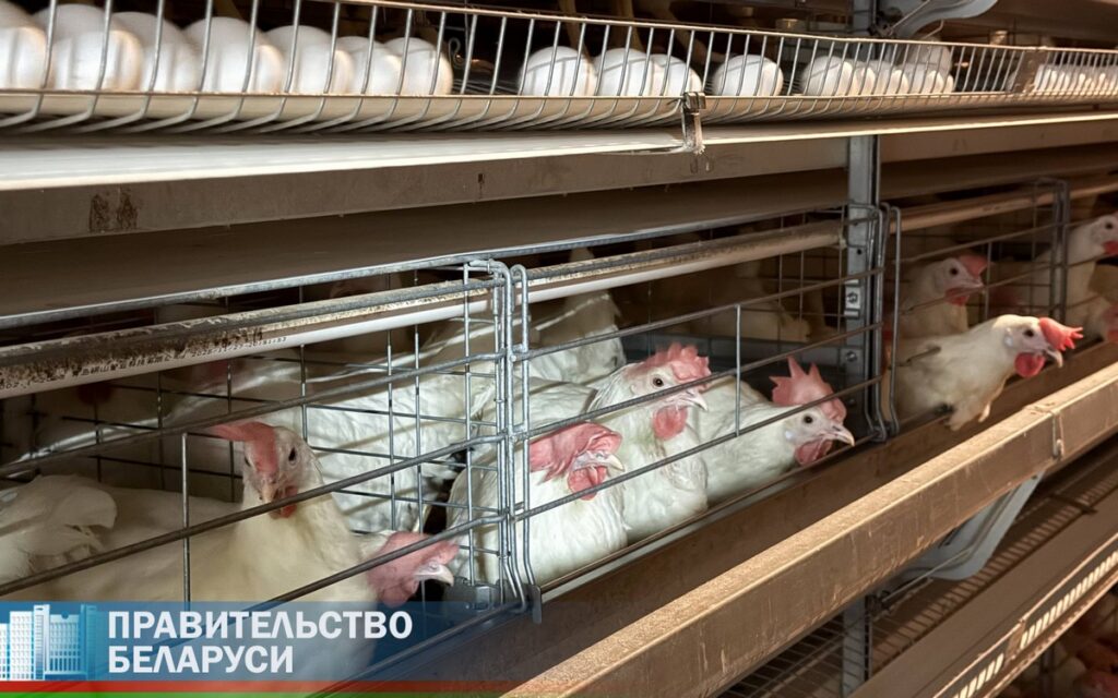 Крупный птицеводческий комплекс возводится в Воложинском районе — площадку посетил Турчин