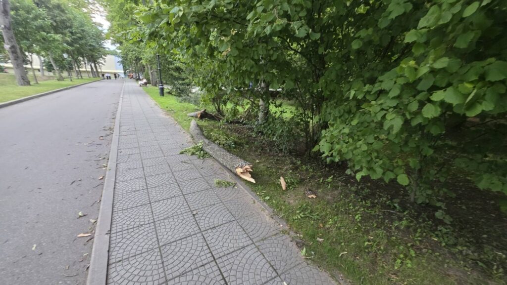 В Несвиже шквалистый ветер обрушил крупную ветку на ребенка – мальчик получил переломы