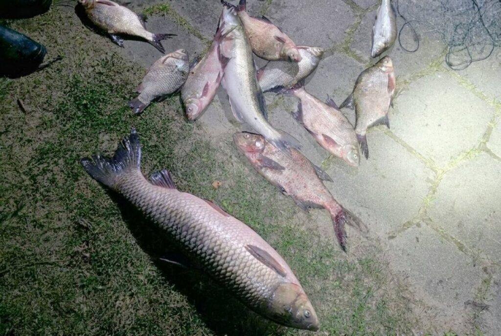 Вилейчанин незаконно выловил леща, судаков и амура на Вилейском водохранилище