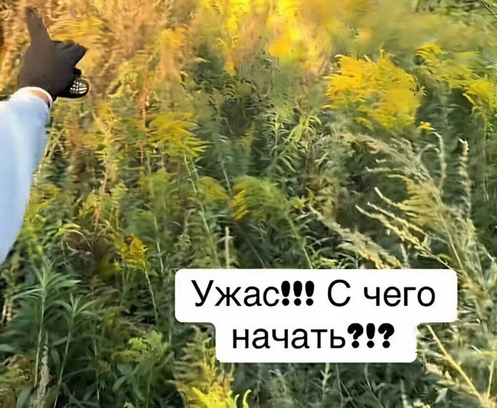 В Плисском сельсовете ответили на жалобу о заросшем участке для многодетной семьи