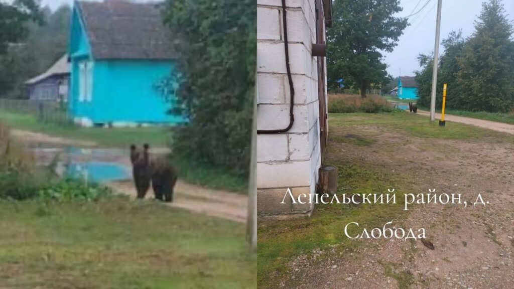Медведь напугал дачников в деревне под Лепелем, видео обсуждают белорусы