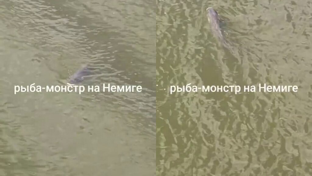Акула или толстолобик? В Свислочи в центре Минска заметили огромную рыбу