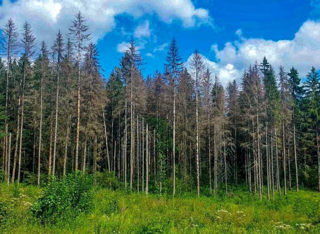 В Логойском районе ищут потерявшегося в лесу мужчину