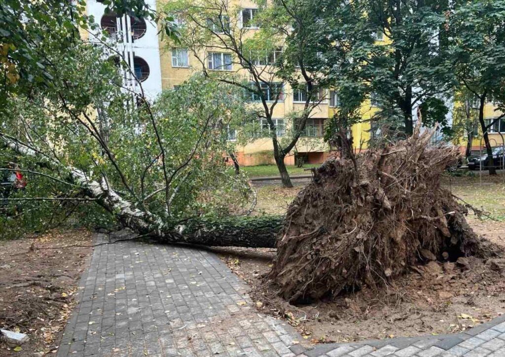 Дерево упало на припаркованные машины в Солигорске
