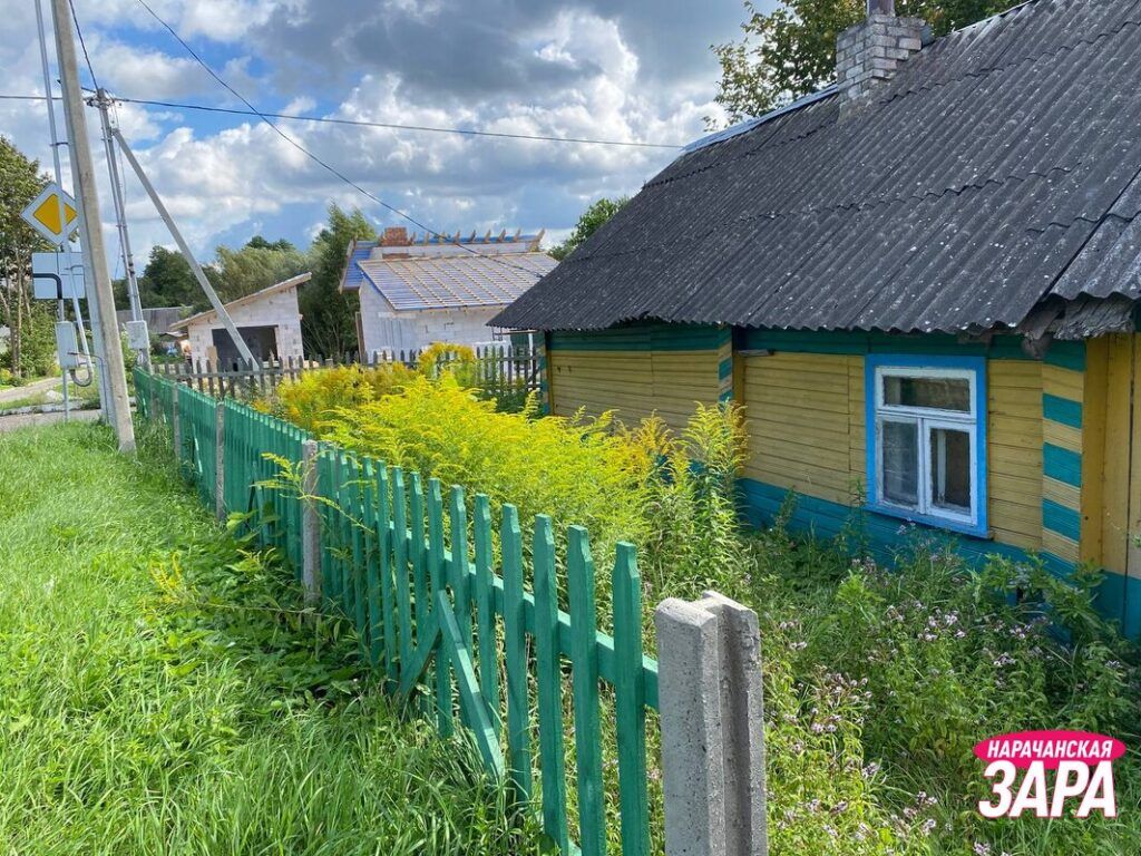 После смерти хозяина участок в Мяделе зарос золотарником – семена досаждают соседям