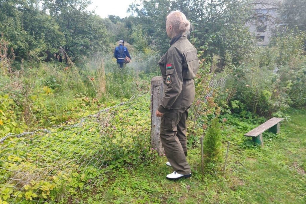Угрозы больше нет – экологи и коммунальщики за один день очистили дом в Мяделе от золотарника