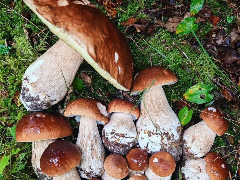 В Вилейском районе корзины белорусов наполнились опятами, маслятами и белыми боровиками