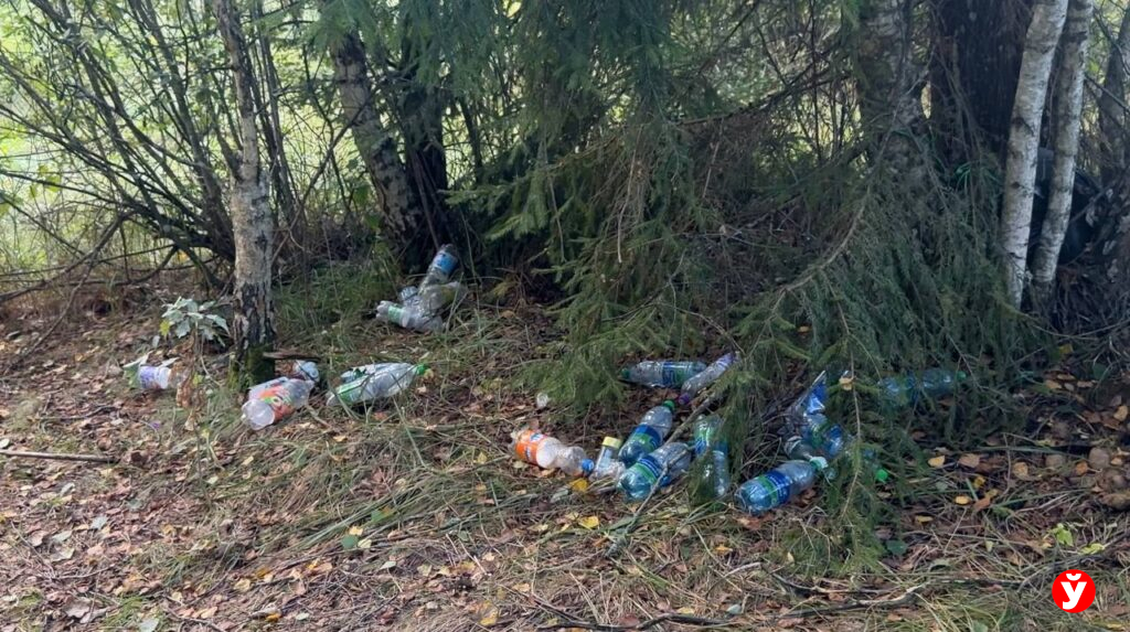 Съездили в лес под Крупки и посмотрели, есть ли горы мусора на самом деле