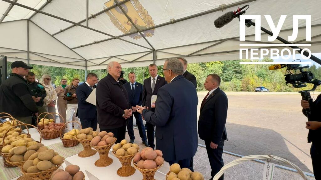 Больше площадей и новые рынки – что Лукашенко поручил сделать с белорусским картофелем