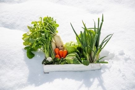 Какие овощи могут зимовать на грядке – что оставить и как укрыть
