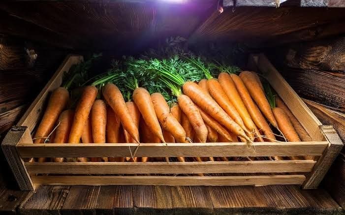Болезни моркови при хранении. Как сохранить урожай до весны